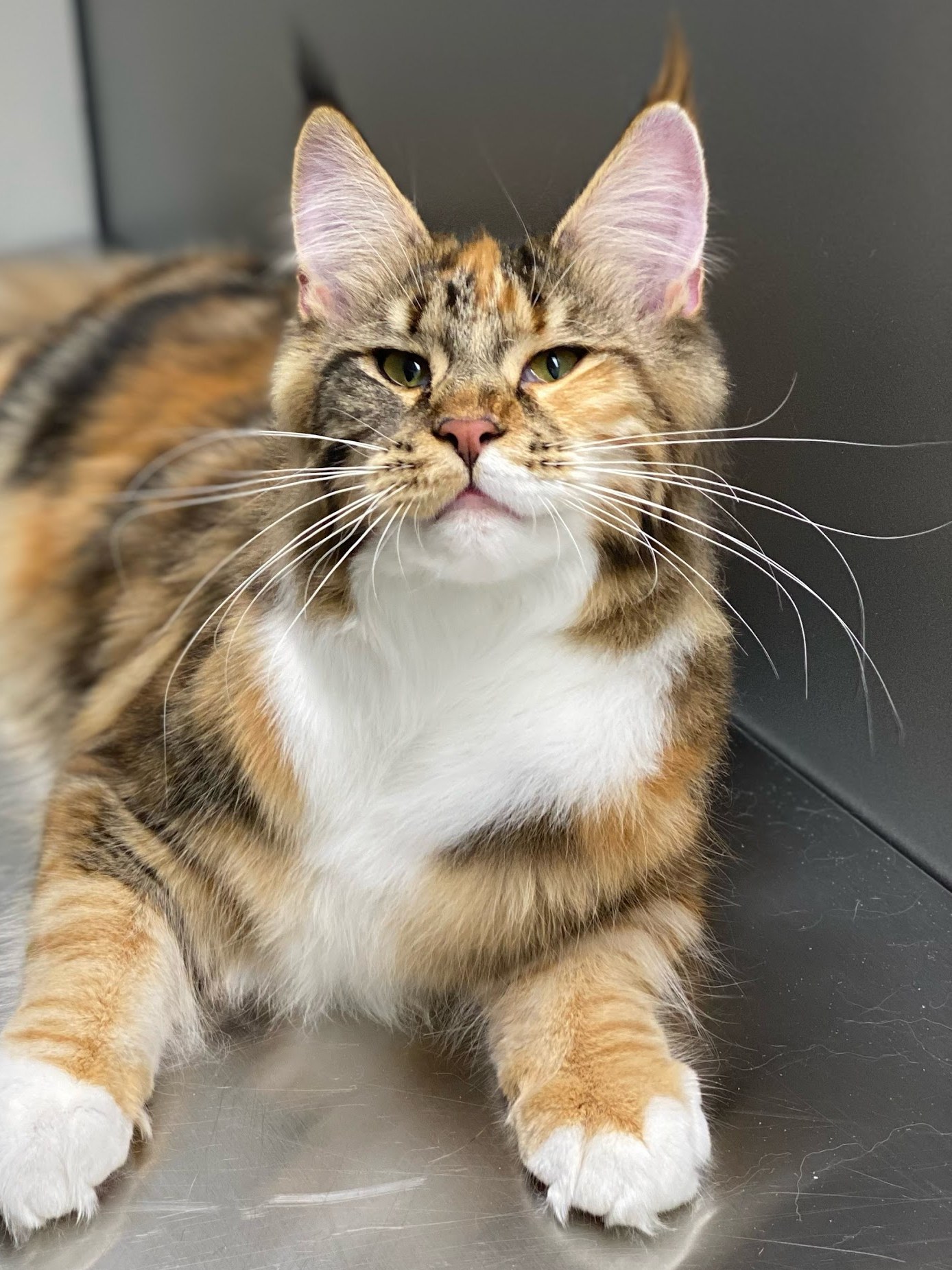Lapjes Maine Coon met witte bef ligt op de trimtafel na een verzorgingsbeurt
