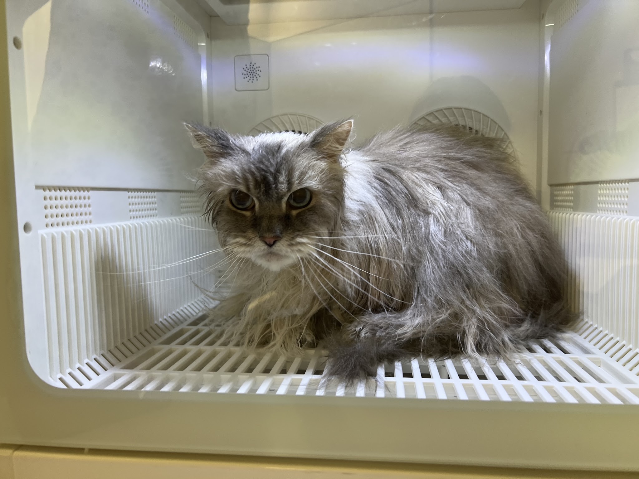 Grijze langharige kat droogt na de wasbeurt in de droogkast, foto van Nicole Linssen