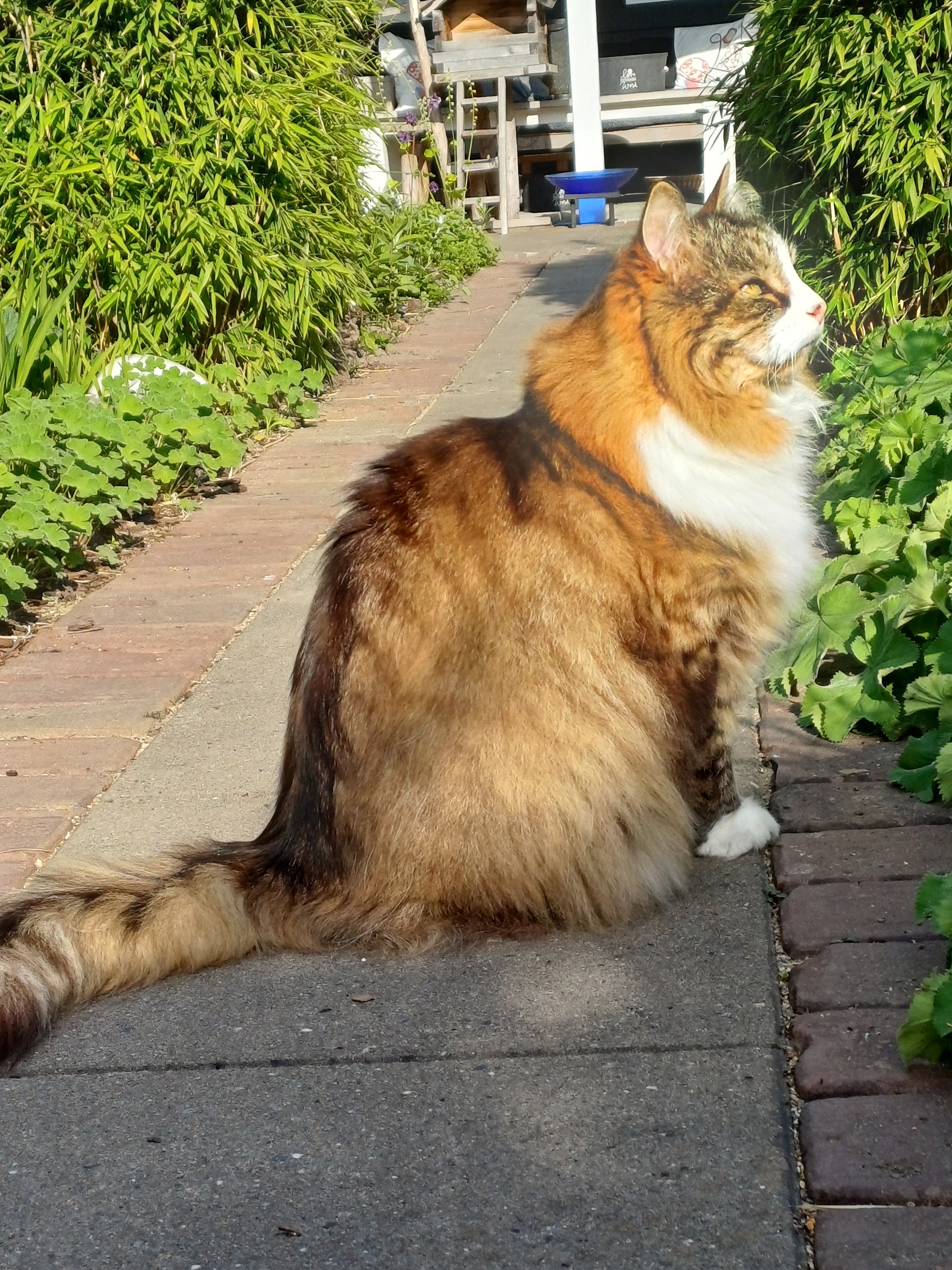 Langharige Noorse boskat zit in de zon op een tuinpad, foto van Desiree Houtekamer